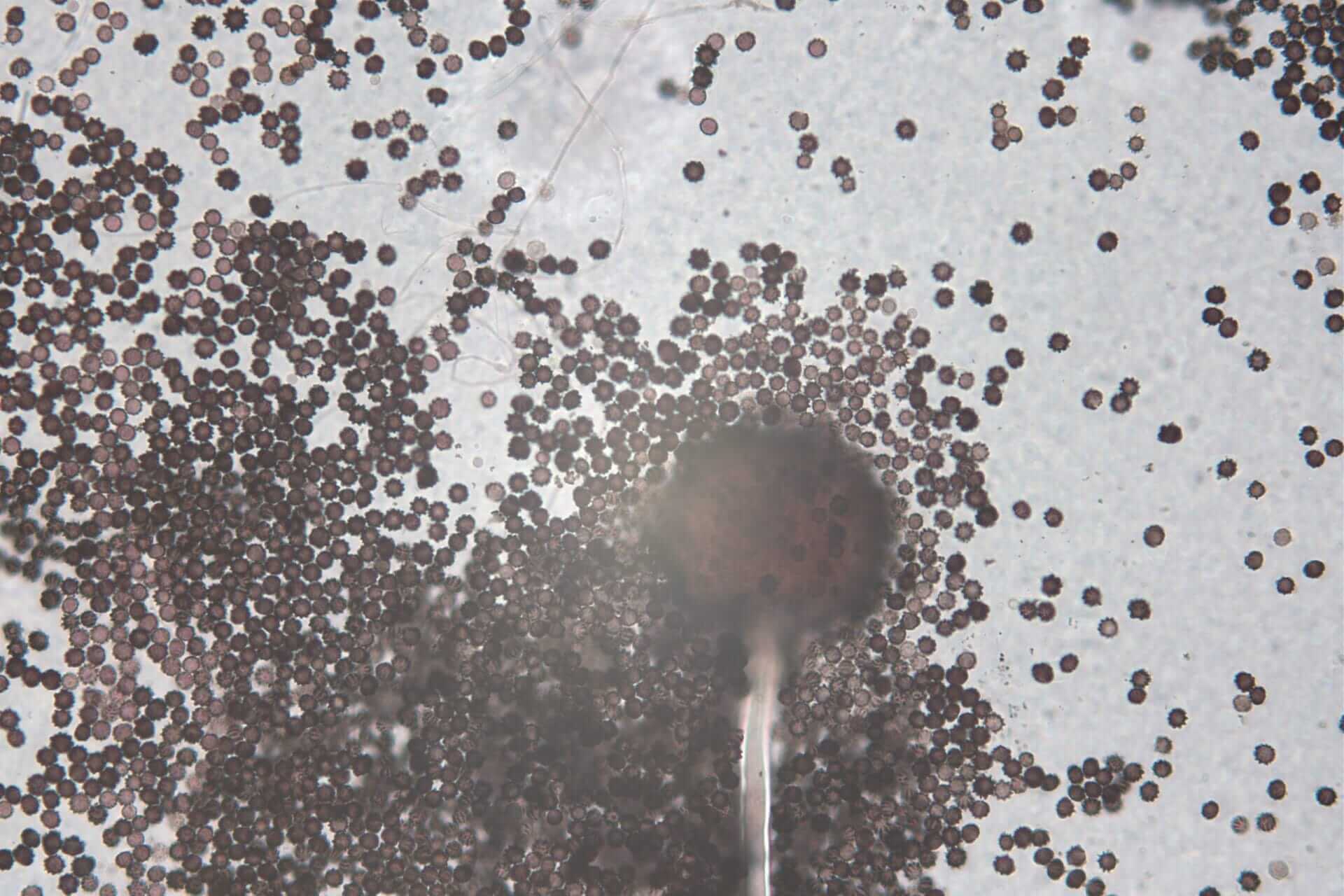 A close up of a black and brown spot on a white surface, indicating the need for mould testing.