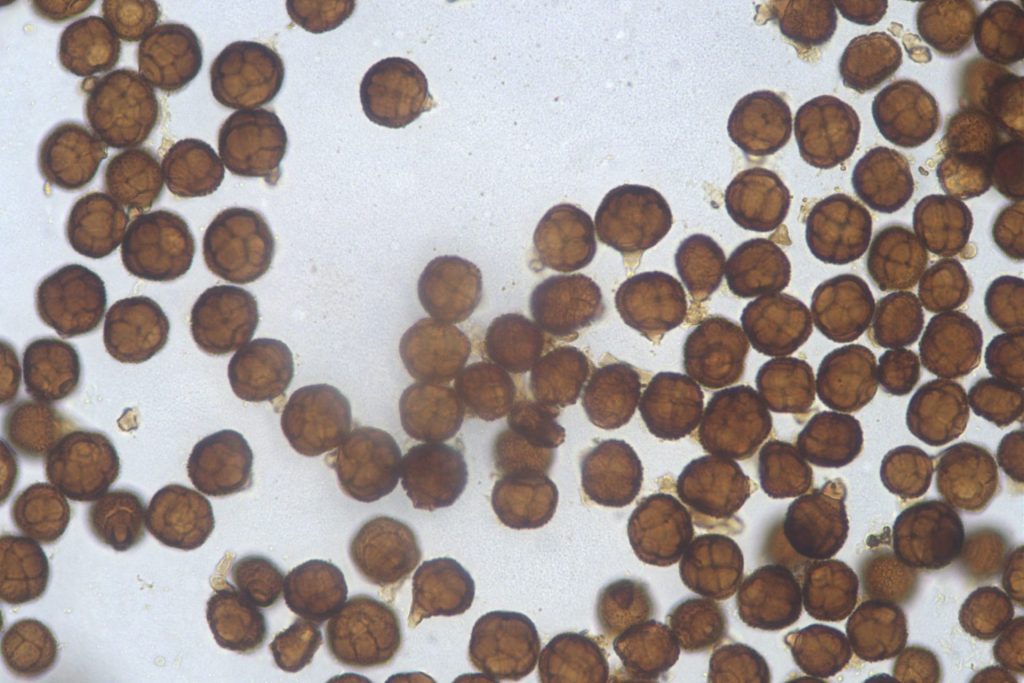 Mould Testing lab