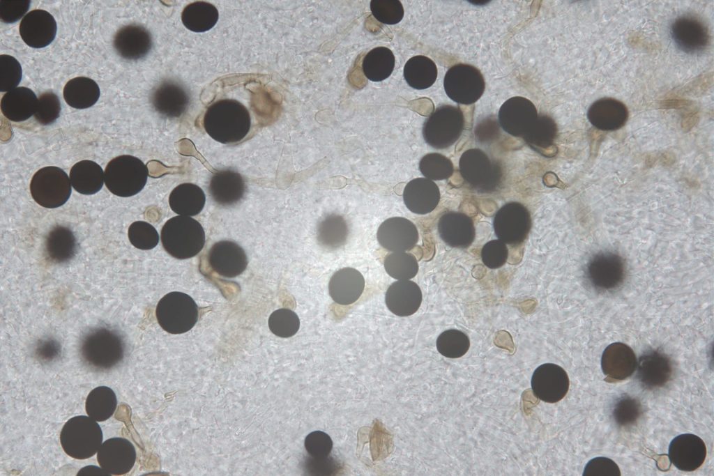Mould Testing