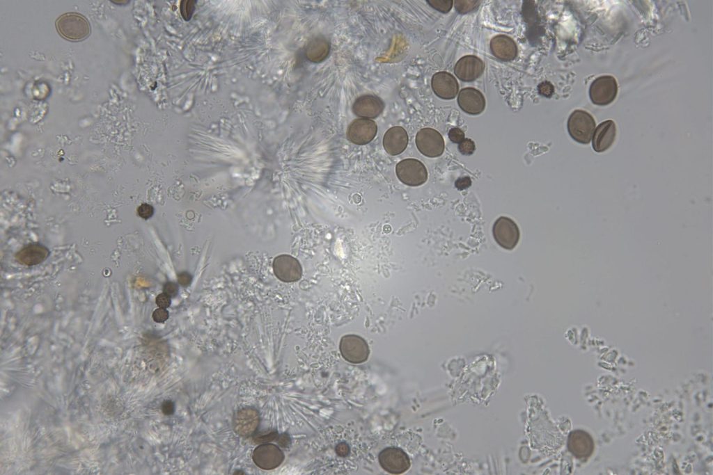 Mould Testing