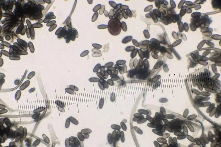 Mould Inspection, Testing & Assessment